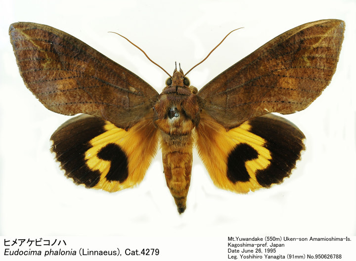 Eudocima phalonia 950626788.jpg